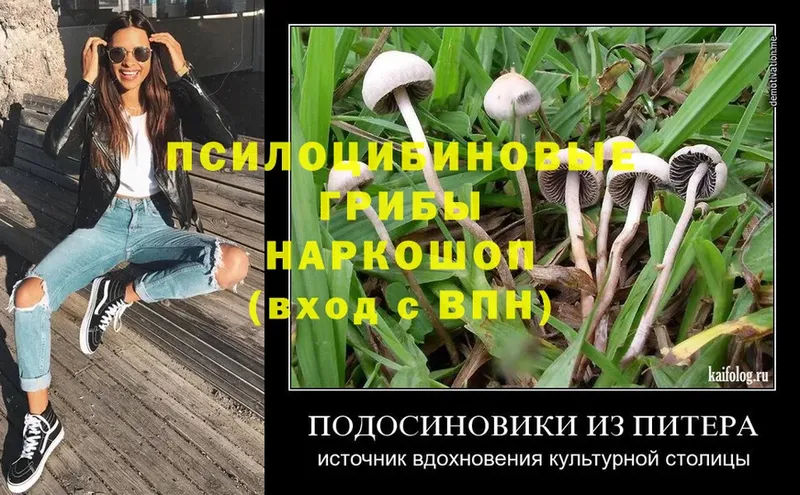 Псилоцибиновые грибы Magic Shrooms  Агрыз 